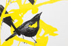 Yellow-Shouldered Blackbird, Agelaius xanthomus