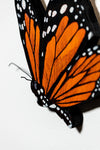 Butterfly VIII