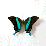 A Thing Of Beauty #4 (Papilio)