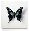 A Thing of Beauty #6 (Graphium) 36"x36" Edition 5/10