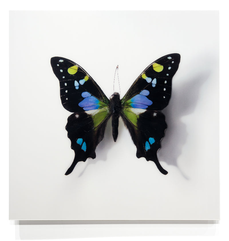 A Thing of Beauty #6 (Graphium) 36"x36"