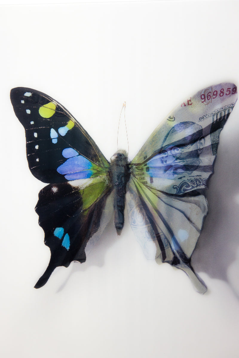 A Thing of Beauty #6 (Graphium) 36"x36" Edition 5/10