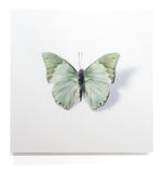 A Thing of Beauty #7 (Charaxes) 36"x36" Edition 4/10