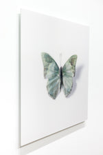 A Thing of Beauty #7 (Charaxes) 36"x36"