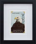 Eagle Eye