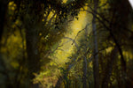 Enchanted Forest