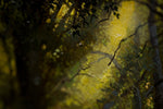 Enchanted Forest