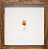 Spritz Veneziano