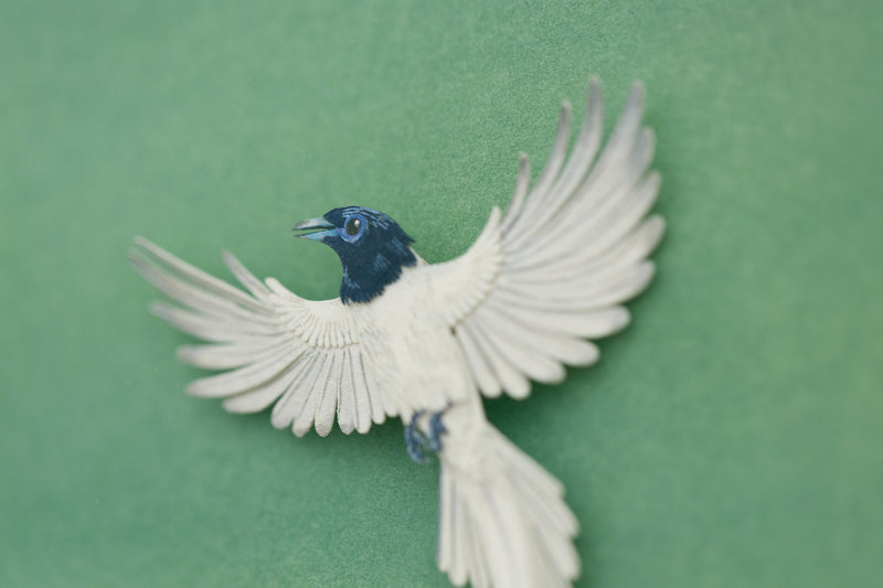 Indian Paradise Flycatcher