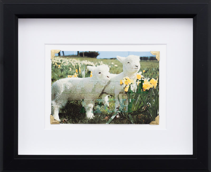 Little Lambs
