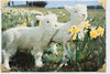 Little Lambs