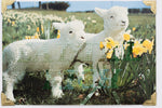 Little Lambs