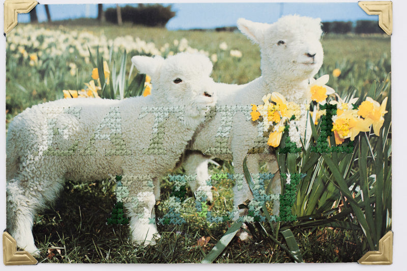Little Lambs