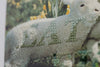 Little Lambs