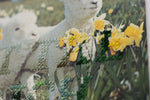 Little Lambs