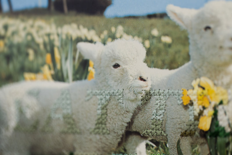 Little Lambs