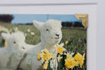 Little Lambs