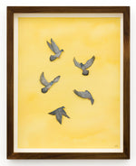 Pigeons