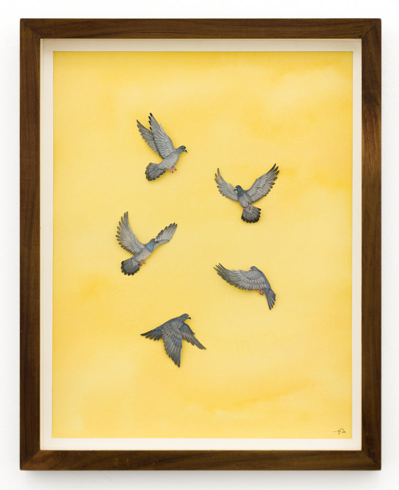 Pigeons