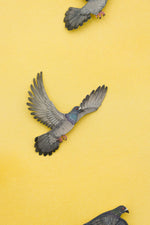 Pigeons