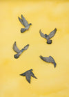 Pigeons