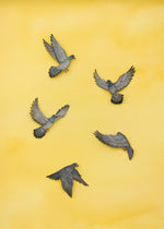 Pigeons