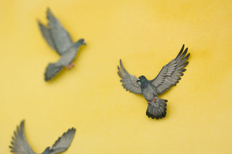 Pigeons