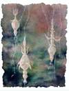 June Chorus