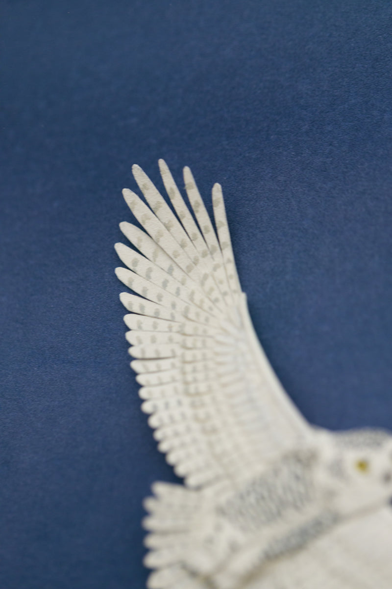 Snowy Owl