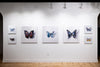 A Thing of Beauty #7 (Charaxes) 36"x36" Edition 4/10