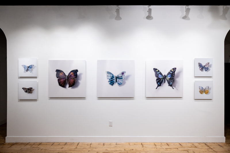 A Thing of Beauty #7 (Charaxes) 36"x36" Edition 4/10