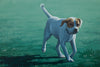 Dog Days