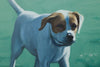 Dog Days