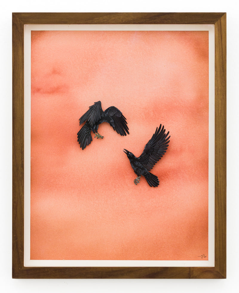 Ravens
