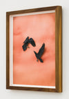 Ravens