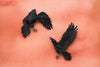 Ravens