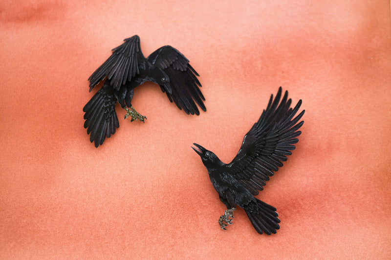 Ravens