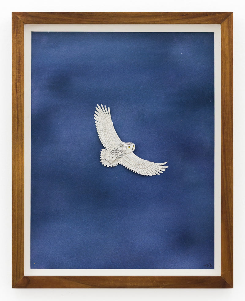 Snowy Owl