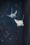 So Below (Manta Rays)