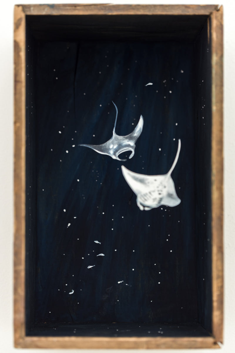 So Below (Manta Rays)