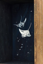 So Below (Manta Rays)