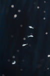 So Below (Manta Rays)