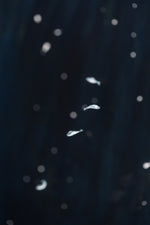 So Below (Manta Rays)