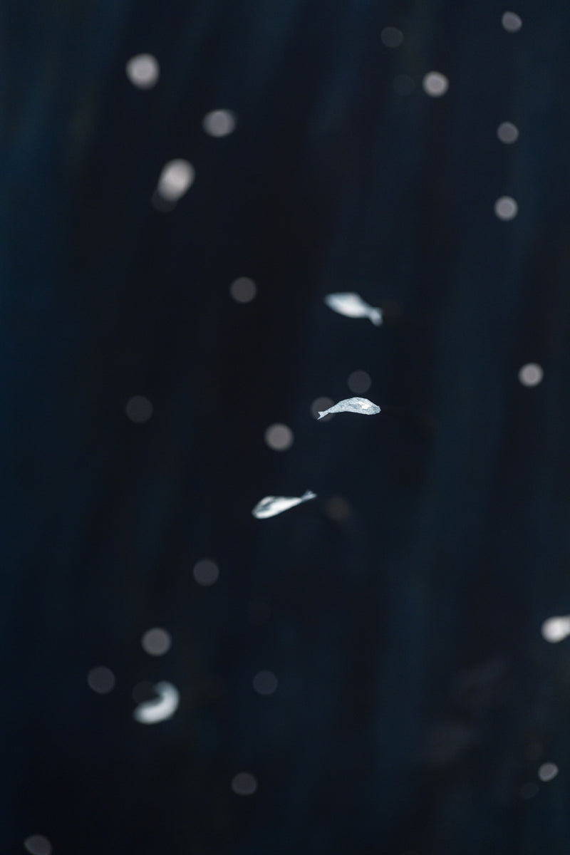 So Below (Manta Rays)