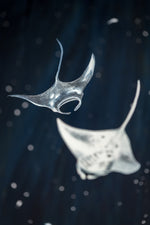 So Below (Manta Rays)