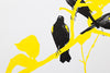 Yellow-Shouldered Blackbird, Agelaius xanthomus