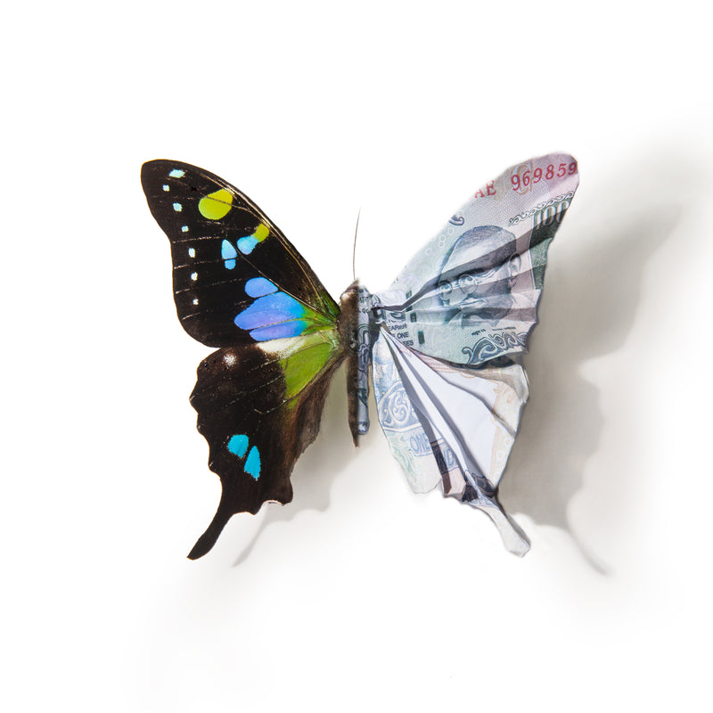 A Thing of Beauty #6 (Graphium) 36"x36" Edition 5/10