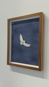 Snowy Owl