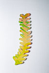 Squiggly Fern