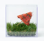 Clementine Umbrella